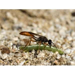 Parasitic Wasp Carries a Caterpillar It Has Captured, Anza Borrego 