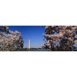 Cherry Blossom Flowers on Cherry Tree, Washington Monument, Washington 