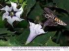 Datura Tatula La Fleur Lilac Jimson Weed Horn of Plenty items in 