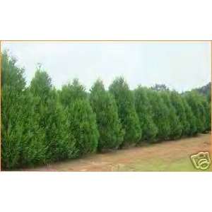  Leyland Cypress (The Best Screen) Lot of 6 One Gallons 