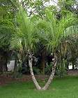 Brazilian +TWIN+ Palm Syagrus Cearensis FAST Tree