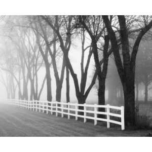   Fence Black Trees, Limited Edition Photograph, Home Decor Artwork