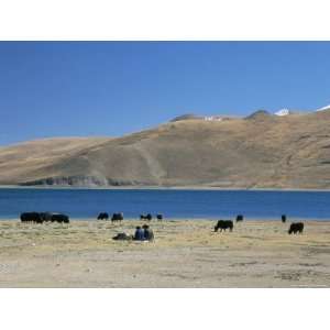  Yaks Graze by Yamdrok Lake Beside Old Lhasa Shigatse Road 