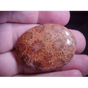  Gemqz S2419 Brown Coral Fossil Agate Oval Cabochon Nice 