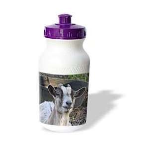 Jackie Popp Nature N Wildlife animals   Grey and white goat   Water 