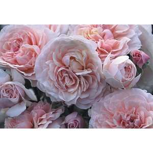  Lexy Rose Seeds Packet Patio, Lawn & Garden