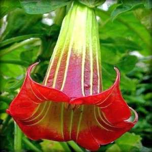 INCREDIBLE VERY RARE RED ANGELS TRUMPET BRUGMANSIA SANGUINEA LIVE 