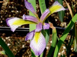 Iris virginica Pond Plant Aquatic Southern Blue flag  