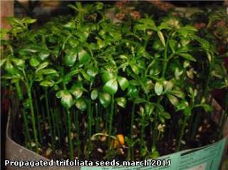 Trifoliate Orange (Poncirus trifoliata) 10+ seeds  