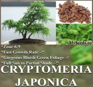 JAPANESE BONSAI TREE Seeds ~ RED CEDAR ~ C. japonica~  