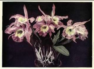10   Hand list of orchids, cultivated in the Royal Botanic Gardens 