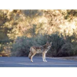  Coyote Patrolling the Furnace Creek Campground, Death 