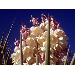   Great Plains Yucca) Yucca Glauca Flower Seeds Patio, Lawn & Garden