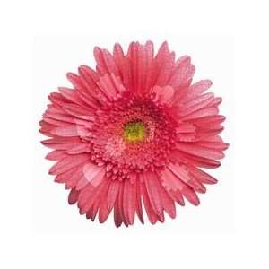  Pink Gerbera Flower Shaped Puzzle Toys & Games