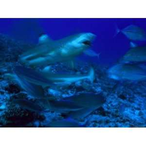  Blacktip Reef Shark Eating Bait on Shark Feeding Dive 