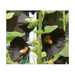  Hollyhock   Nigra Perennial Flower Patio, Lawn & Garden