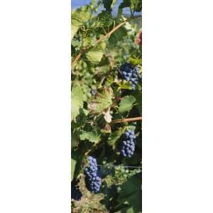  Close Up of Red Grapes in a Vineyard, Finger Lake, New 