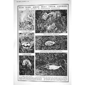  1922 BABY BIRDS LAPWING GULLS CURLEW TERN CAMOUFLAGE 
