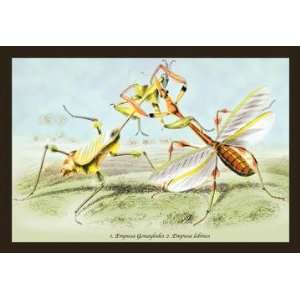  Insects Empusa Gonaylodes and E. Lobines 12x18 Giclee on 