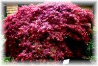   Lacy Weeping Japanese Maple Tree Crimson~ 5 Fresh Seeds~Bonsai  