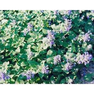  Catmint Perennial 4 Plants   Nepeta mussini   Very Hardy 