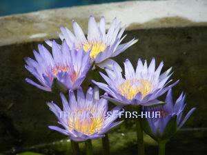 500 Seeds Blue Water Lily/Nympheae caerulea/Lotus/Plant  
