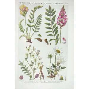  1919 Flower Yellow Mountain Oxytropis Sainfoin Dropwort 