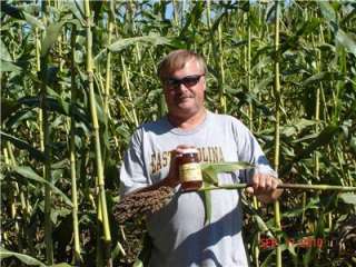 100 Dale Sorghum Syrup Cane Seeds Very Mild & Sweet  