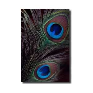  Peacock Feathers I Giclee Print