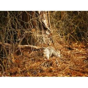  Endangered Delmarva Fox Squirrel Gathering Pine Nuts 
