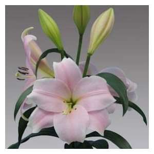 Asiatic Lilies Pink 40 Flowers 24   28 Grocery & Gourmet Food