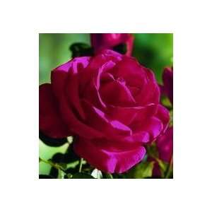  Volumptuous Rose Seeds Packet Patio, Lawn & Garden
