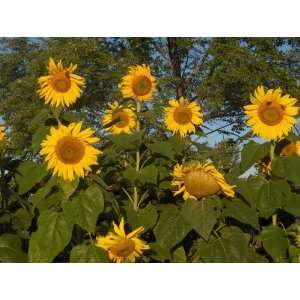  50 Mammoth Russian Sunflower Seeds Patio, Lawn & Garden