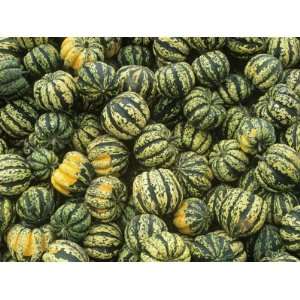 Harvested Carnival Squash, New York, USA Collections Photographic 
