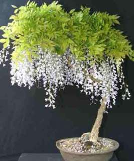 Wisteria Vine 29 White Flower Clusters Free Shiping on Added seed 