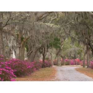  Cemetery with Moss Draped Oak, Dogwoods and Azaleas, Savannah 